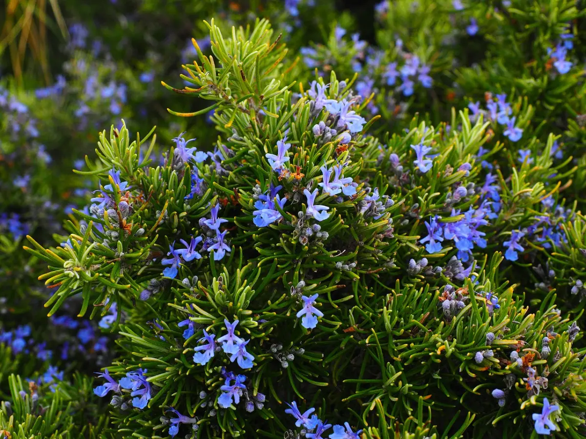 romarin plante jardin feuilles pines vertes fleurs bleues floraison