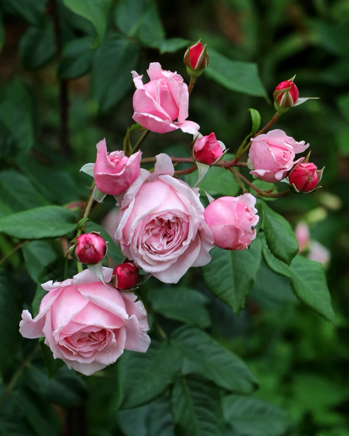 rosier arbiste floraison estivale fleurs roses feuilles vertes