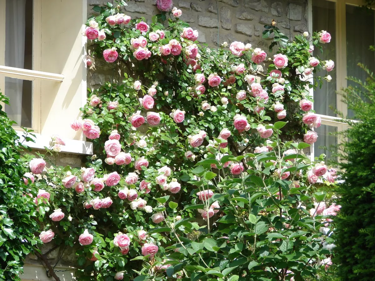 rosier grimpant rose tres dense avec une abondante floraison entre deux fenetres
