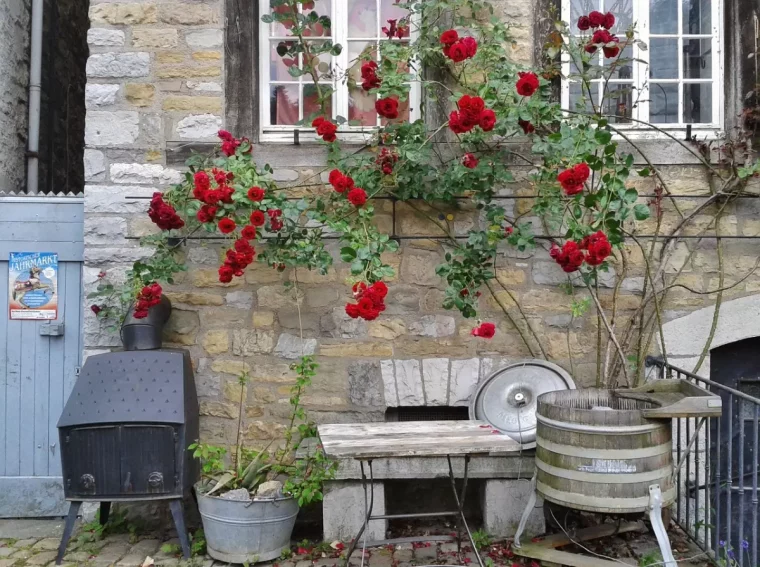rosier grimpant rouge sous deux fenetres avec de longues tiges charpentieres