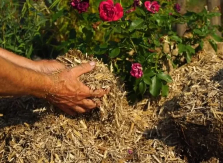 rosiers voici la technique ludique et pratique pour les entretenir a lautomne paillage