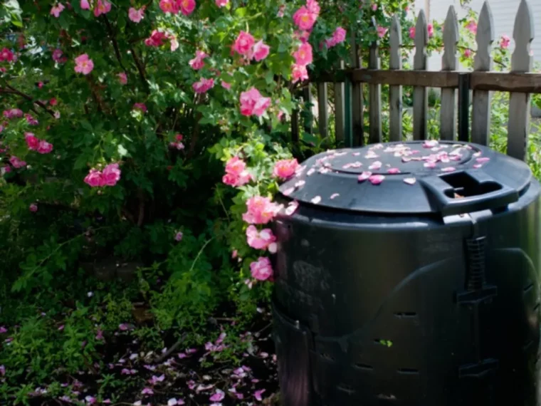 rosiers voici la technique ludique et pratique pour les entretenir a lautomne rosier compost