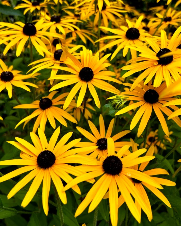 rudbeckia fleurs jaunes longue floraison