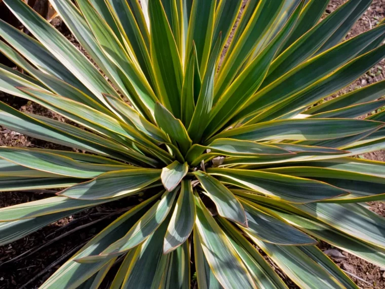 soins appropries pour les plantes d exterieur tropicales