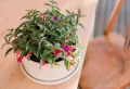 Où et comment planter un fuchsia, quelle exposition pour un fuchsia ? Tout ce qu’il faut savoir pour réussir la culture
