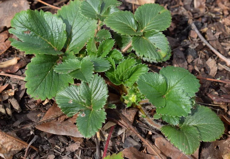 strawberry plant with buds 2122546 1280