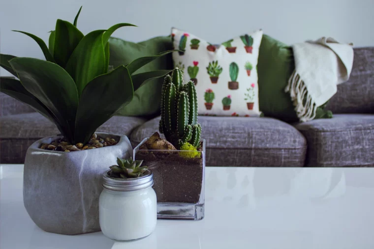 table blanche plantes vertes canape gris