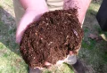 Faire germer des noyaux de mirabelle pour planter un mirabellier au printemps