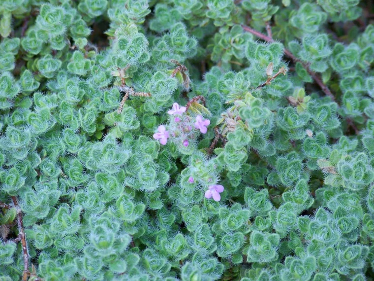 thym laineux feuilles vertes fleurs rose remplacer la pelouse