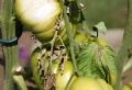 Brûlures solaires sur les tomates : symptômes, causes et prévention