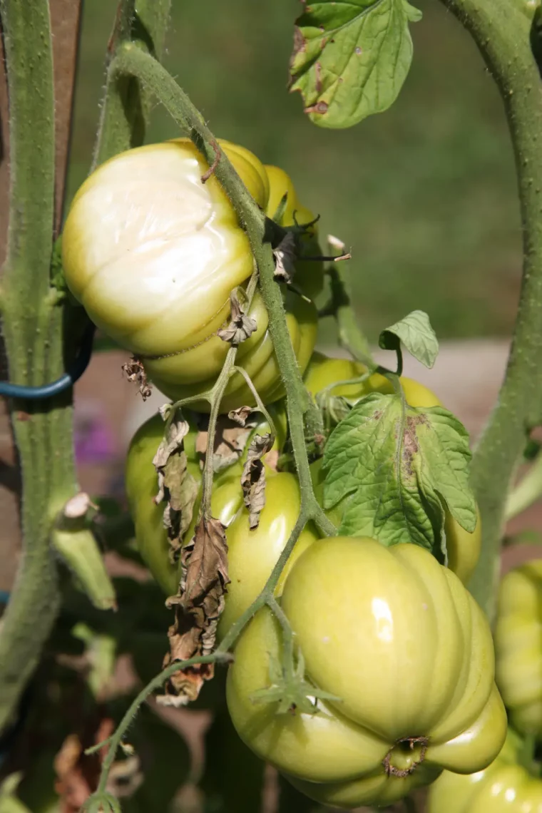 tiges feuilles taches traces soleil tomates vertes plantes