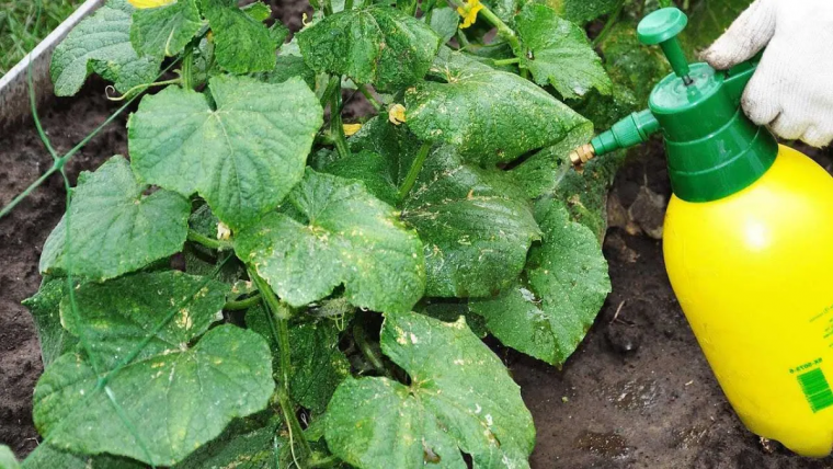 traiter l'oïdium avec du bicarbonate de soude vaporisateur jaune
