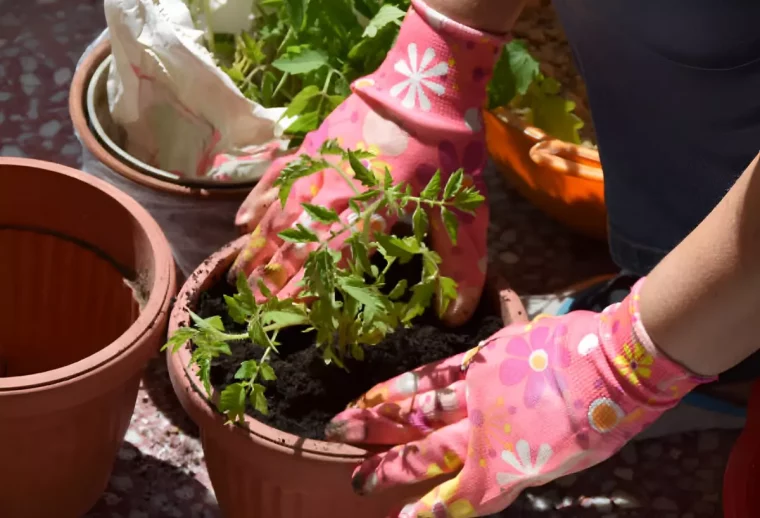 transplantation d un plant de tomates en pot avec deux mains gantees roses