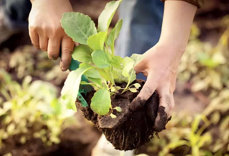 transplantation de chou dans les mains d un homme au potager