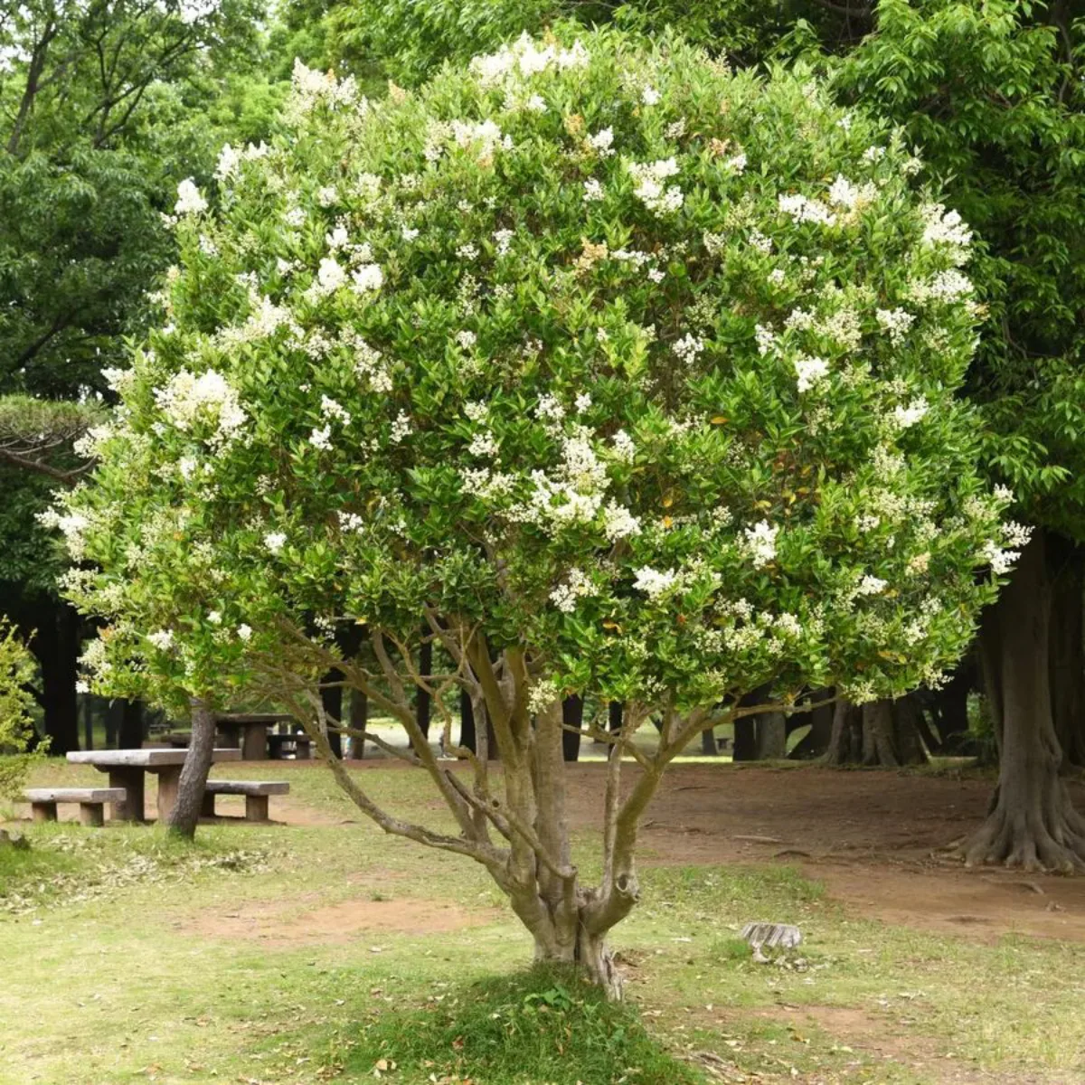 troène de chine idée arbre fleuri croissance rapide et feuillage persistant original