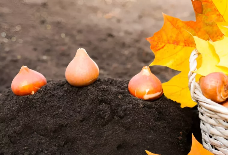 trois bulbes de tulipes posees sur un petit tas de terreaux avec partiellement visible un panier avec des bulbes et des feuilles mortes jaunes