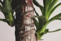 Pourquoi mon yucca jaunit et perd ses feuilles ? Récapitulatif des causes et des remèdes