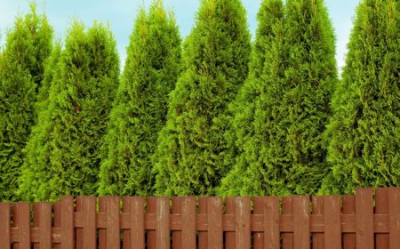 une haie brise vue composée de thuyas arbre qui pousse vite et ne perd pas ses feuilles