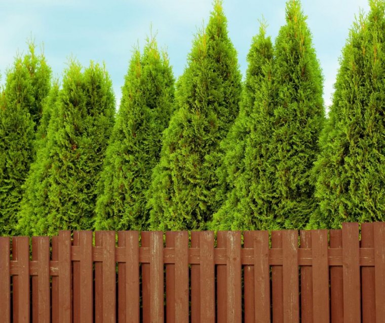 une haie brise vue composée de thuyas arbre qui pousse vite et ne perd pas ses feuilles