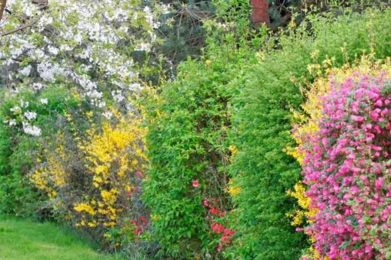 une haie fleurie brise vue fleurs roses verdure