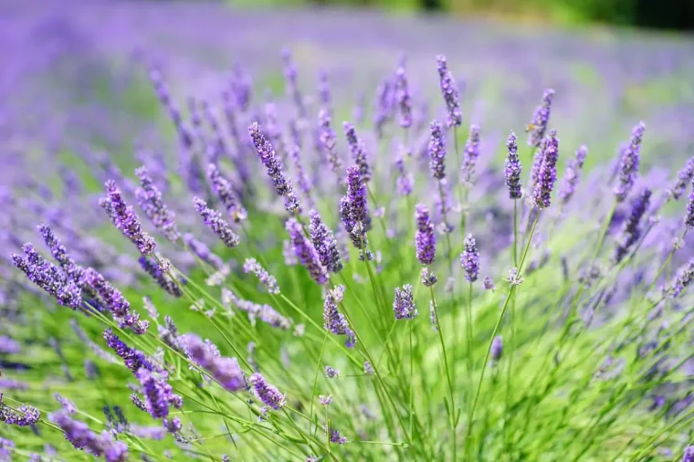 variete anglaise lavande tiges longues champs jardin hiver petit arbuste