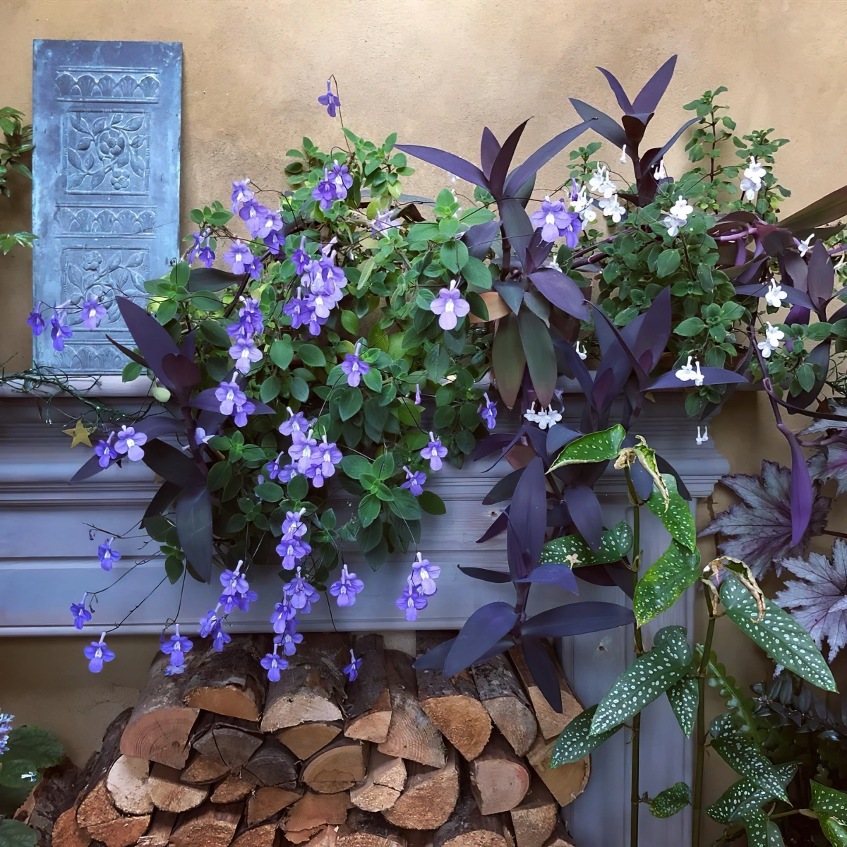 variete fleurs violettes feuillage begonia cheminee decorative peinture a effet