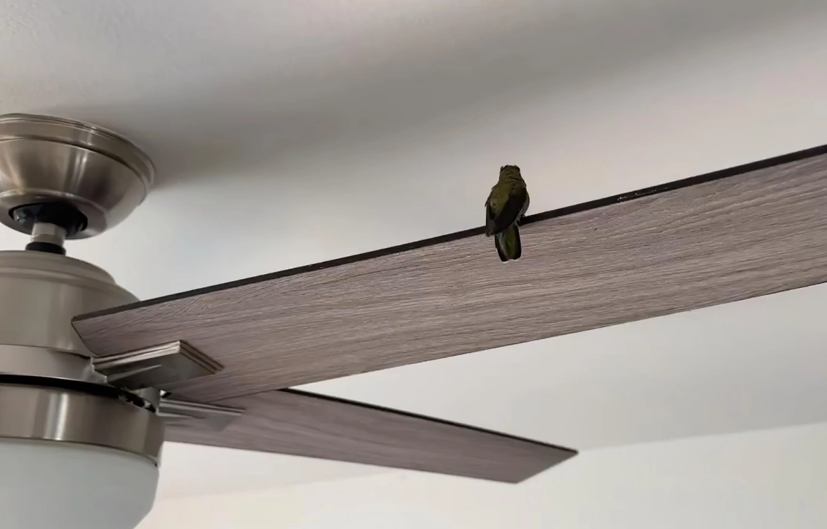 ventilateur de plafond planches bois elements inox petit oiseau entre dans la maison signification