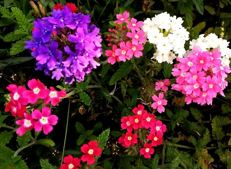 vervaine fleurs roses blanches violettes toute l annee feuilles vertes