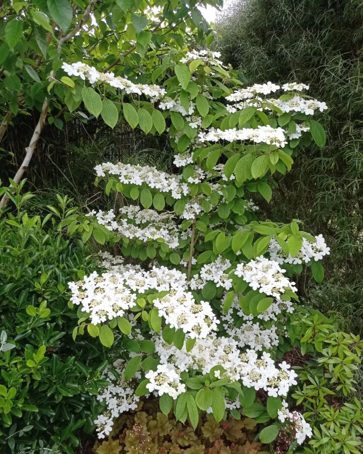 vione de chine floraison blanche feuilles verte plantation septembre