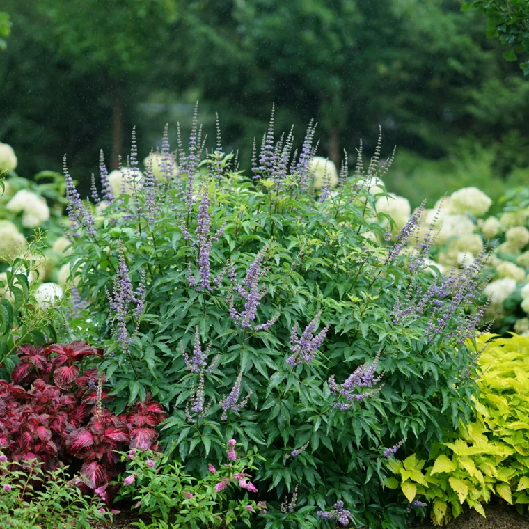 vitex fleurs en grappes mauves feuilles vertes