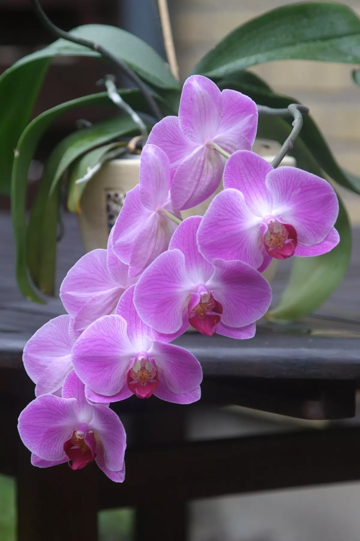 vue centree sur les fleurs violettes d une orchidee