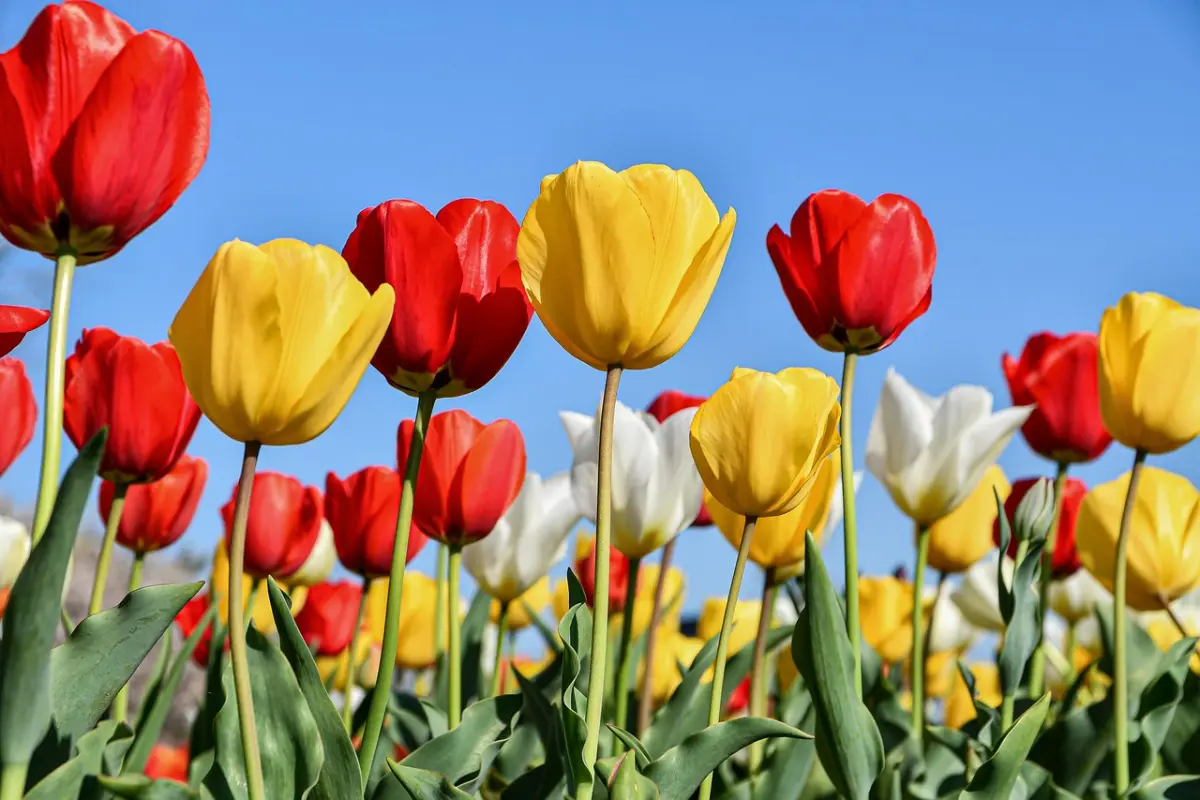vue de dessous de tulipes couleurs rouge jaune blanche sur fond de ciel bleu