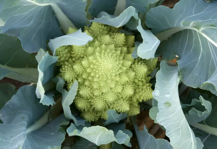 vue de dessus centree de chou brocoli romaneso