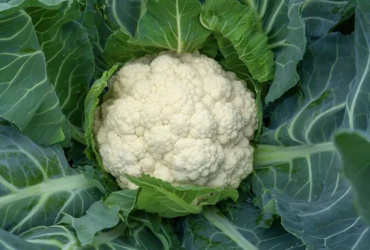 vue de dessus centree sur un chou fleur blanc