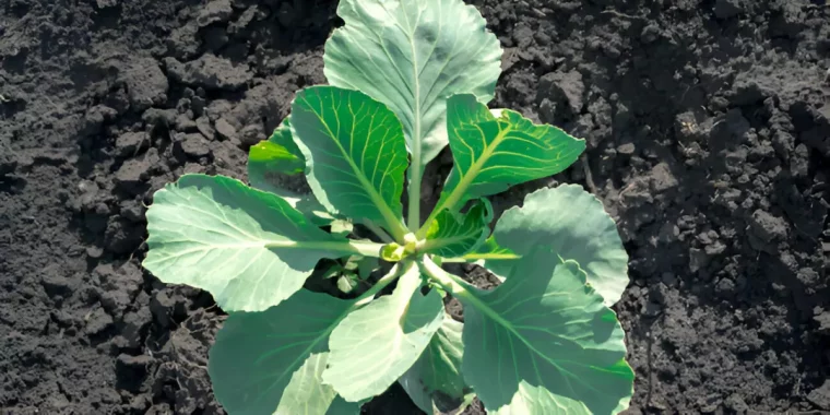 vue de dessus centree sur un jeune plant de chou