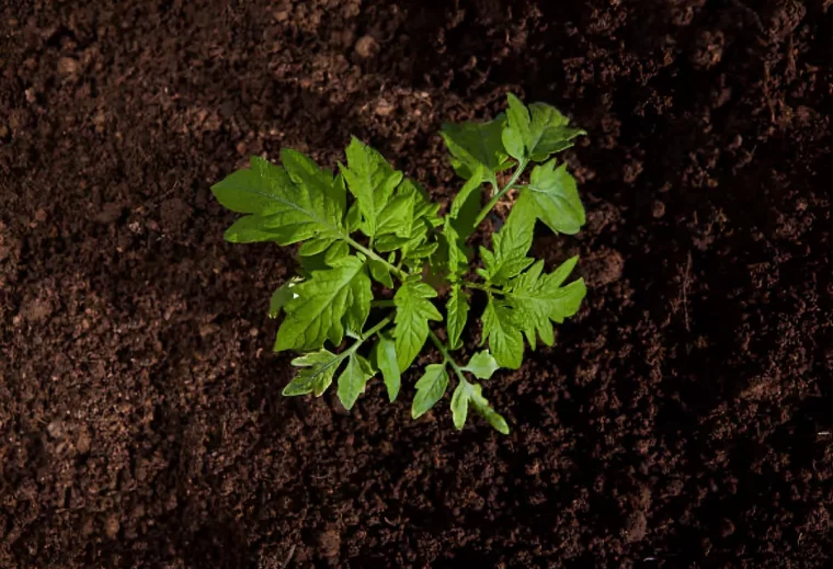 vue de dessus d un plant de tomates sortant de terre dans une zone de plantation parfaitement propre