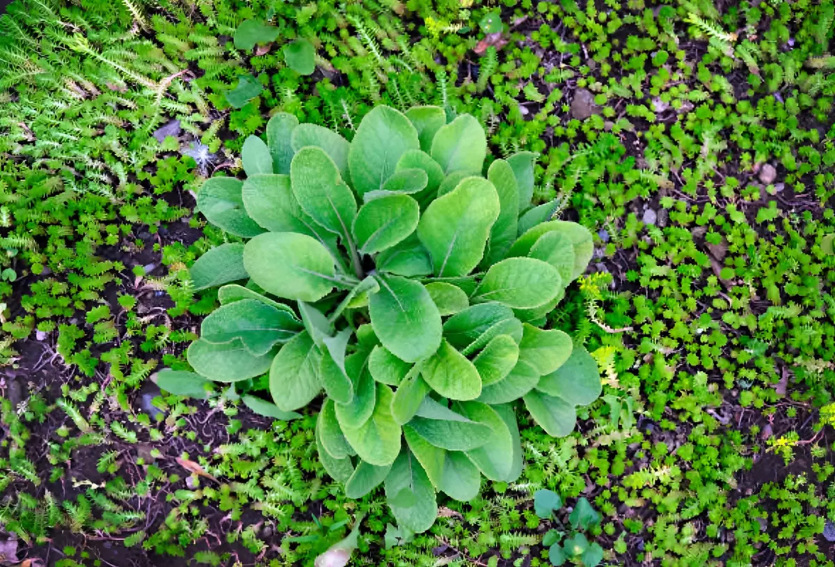 vue de dessus d une plante verte si fond d un sol recouvert de plantes couvre sol