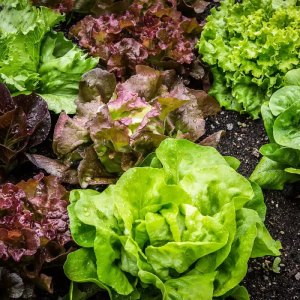 La meilleure variété de salade d’hiver résistante au gel : 9 variétés pour une récolte réussie