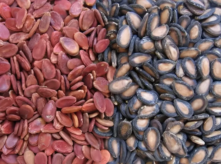 vue de dessus de pepins de pasteque de deux couleurs différentes rouges et noirs