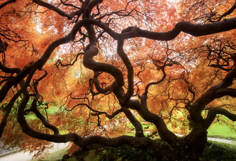 vue de l interieure de la couronne d un erable du japon