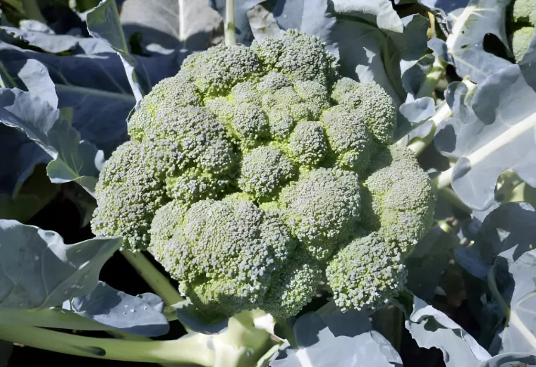 vue laterale centree sur un chou brocoli calabrais