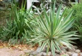 Comment tailler un yucca et comment l’entretenir ? Conseils des jardiniers pour assurer à la plante les meilleures conditions de croissance possibles 
