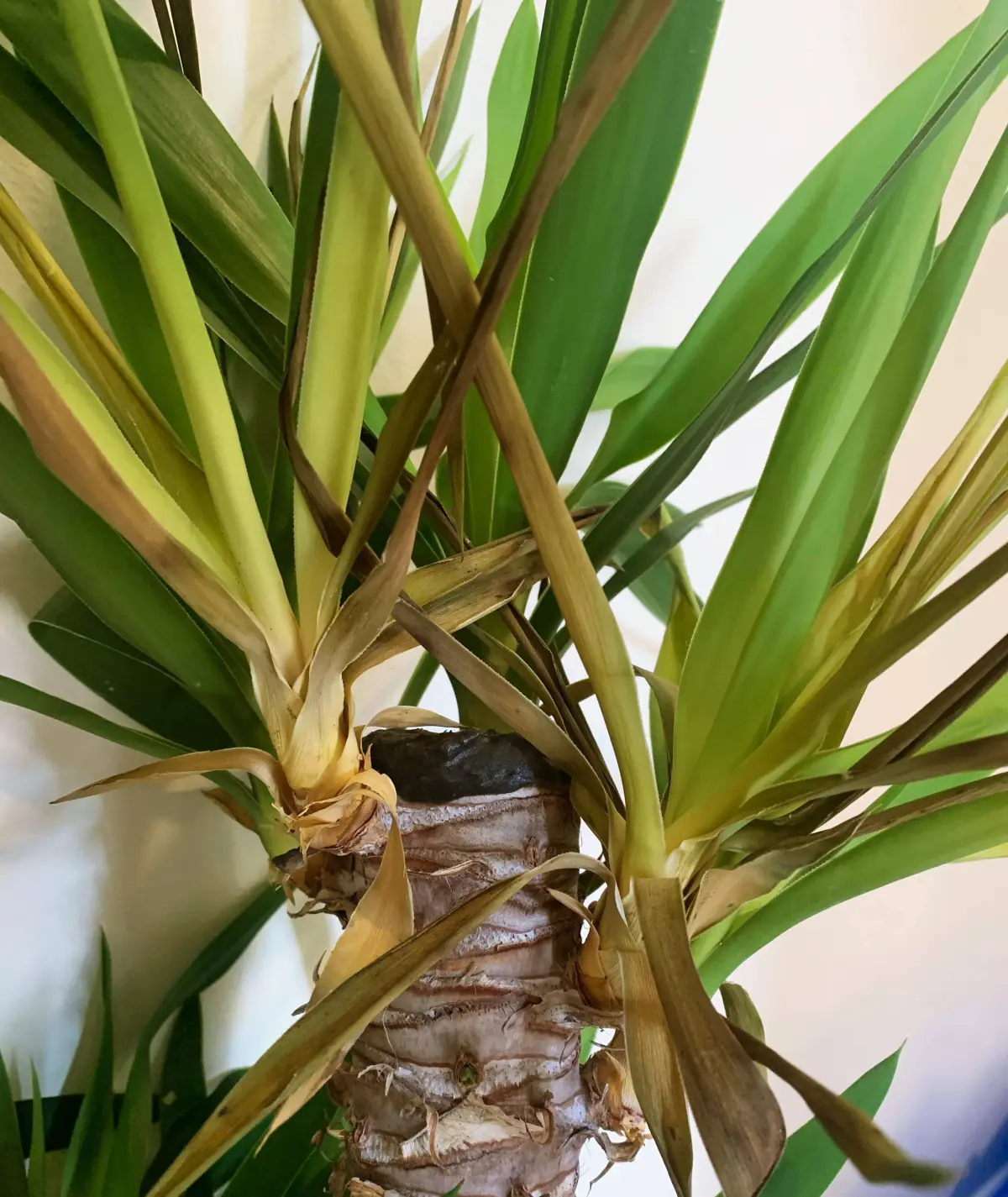 yucca feuilles jaunes tronc plante interieur entretien feuillage
