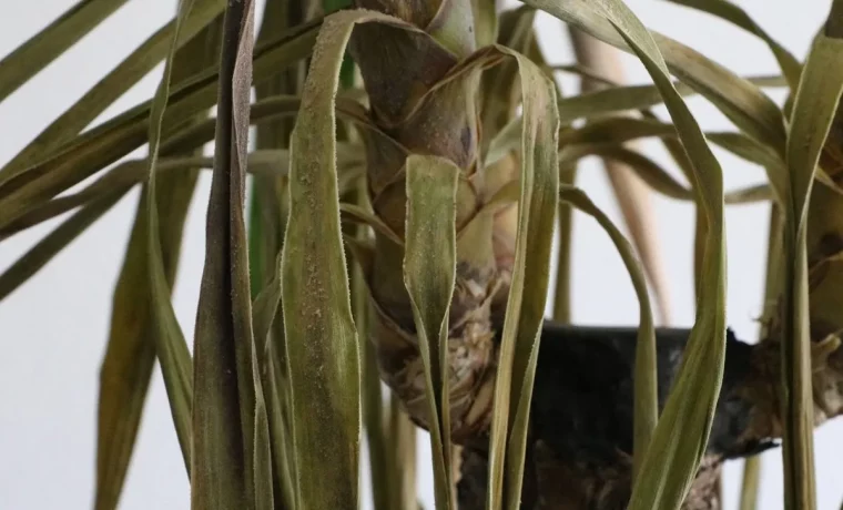 yucca qui perd ses feuilles causes et remedes