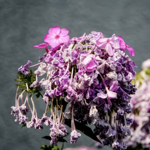 Doit-on couper les fleurs fanées des phlox : le guide qu’il vous faut pour faire le bon choix