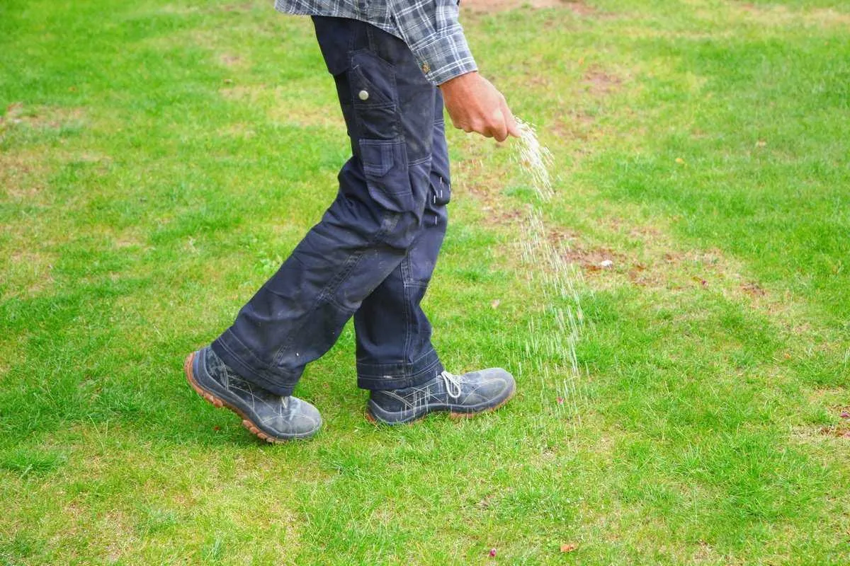 comment régénérer une pelouse homme seme lapelouse
