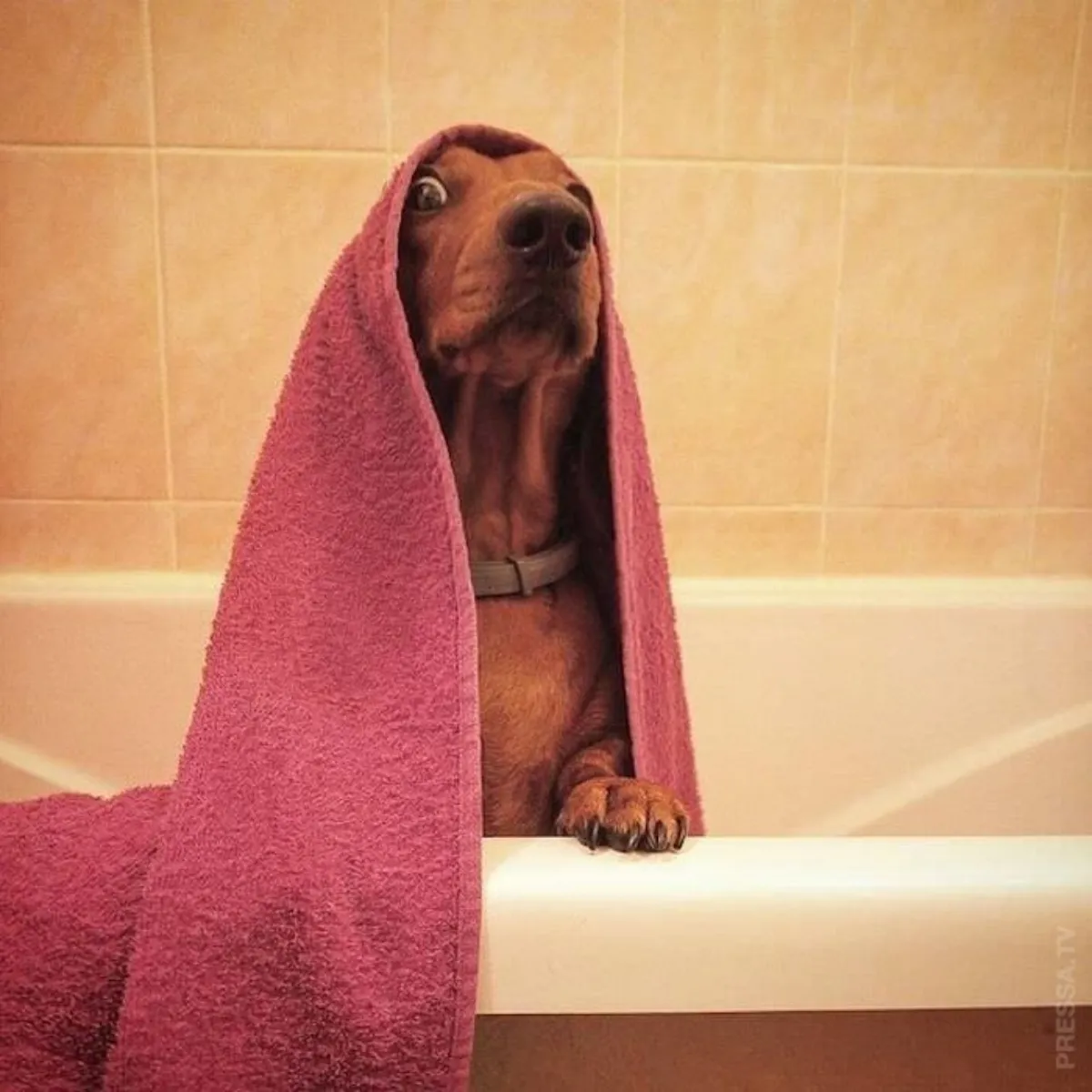 est ce que je peux laver mon chien à l'eau froide chien laserviettesurlatete