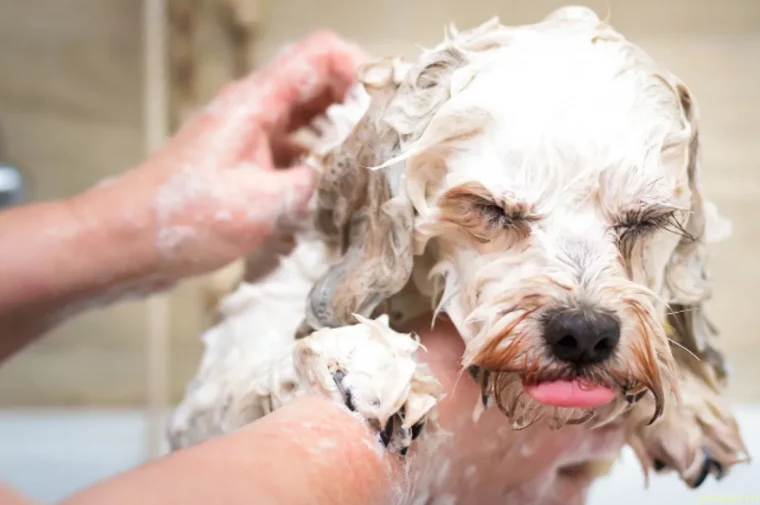 est il bon de laver son chien souvent chien ausavon