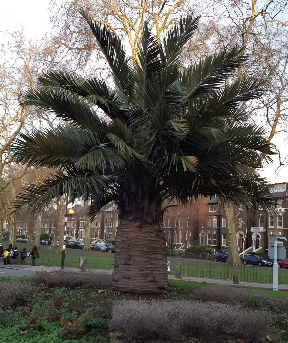jubaea chilensis palmier magestueux dans un espace public
