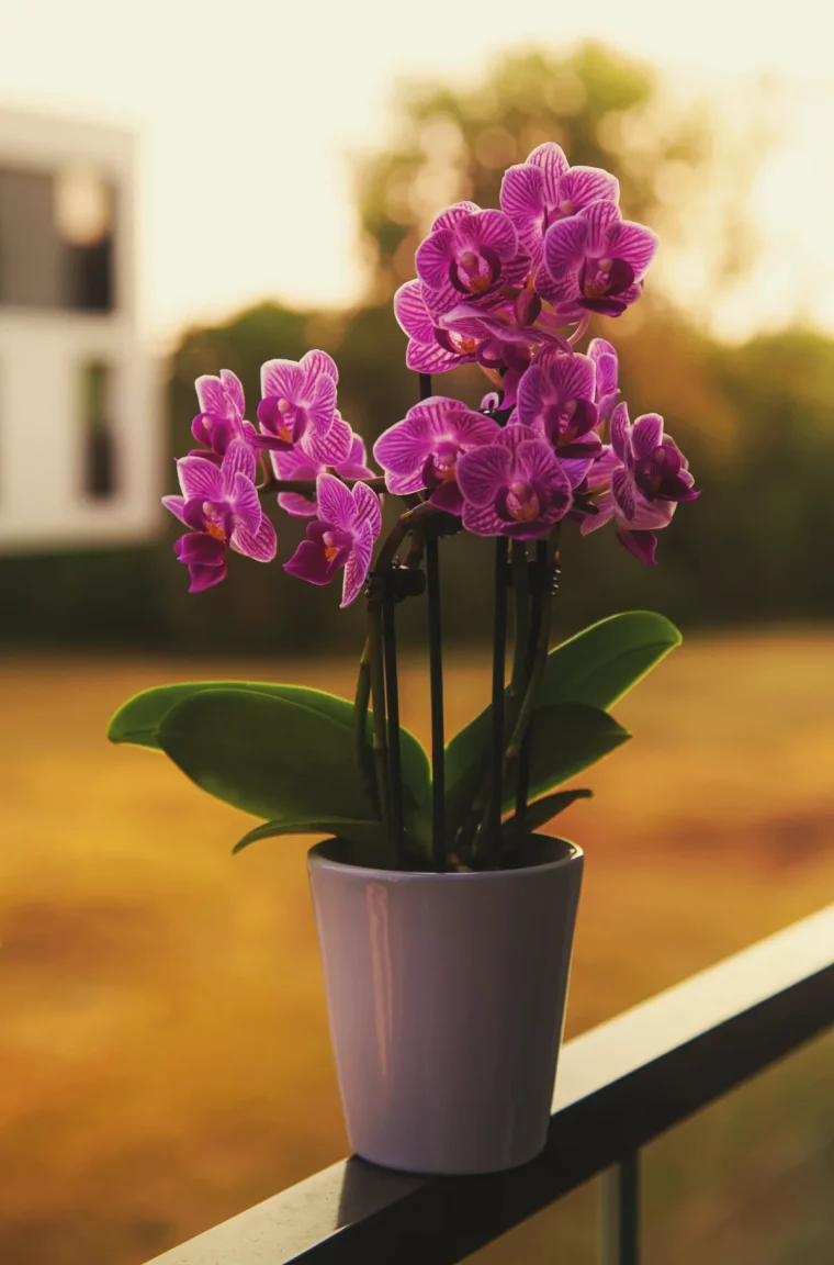 phalaenopsis entretien et floraison comment quelle lumière pour la pante